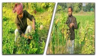 আলু গাছে টমেটো চাষ করেন কৃষক বাবলু সর্দার