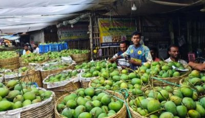 ক্রেতা সংকটে আশানুরূপ দাম না পেয়ে হতাশ রাজশাহীর আম চাষিরা