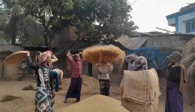 নিয়ামতপুরে ধান বিক্রি করতে না পেরে বিপাকে কৃষক