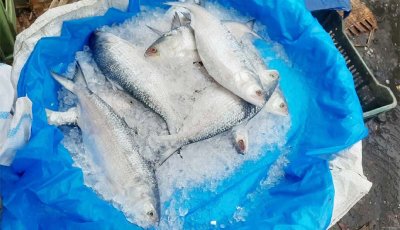 বাজারে চড়া দামে বিক্রি হচ্ছে ইলিশ