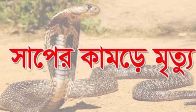 নিয়ামতপুরে বেড়াতে এসে সাপের কামড়ে শিশুর মৃত্যু