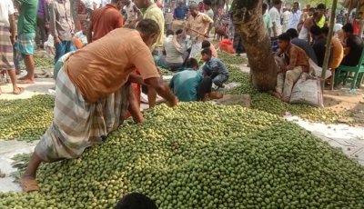 পঞ্চগড়ে দিনে অর্ধকোটি টাকার জলপাই বিক্রি , আর্থিকভাবে স্বাবলম্বী হচ্ছেন স্থানীয় কৃষকরা