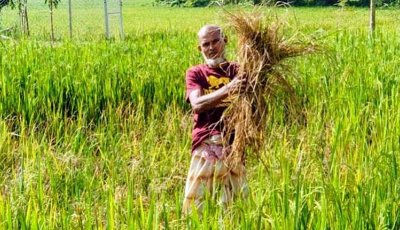 বরেন্দ্রের মাঠে কৃষকের সবুজ স্বপ্নে ইঁদুরের থাবা: দিশেহারা কৃষক