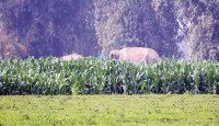 বাংলাবান্ধা সীমান্তে জোড়া হাতি, আতঙ্কে এলাকাবাসী