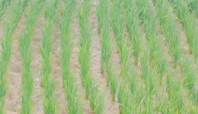 নিয়ামতপুরে বৃষ্টির অভাবে খরায় পুড়ছে আমনের খেত, দুশ্চিন্তায় কৃষক