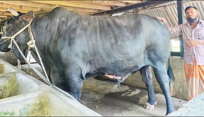 ২০ লাখ টাকায় বিক্রি হলো সেই ‘কালো মানিক’