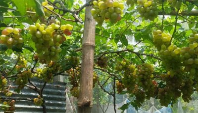 বরেন্দ্রর রুক্ষ মাটিতে ফলছে মিষ্টি আঙ্গুর বাণিজ্যিকভাবে চাষের নতুন সম্ভাবনা