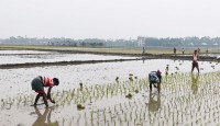 চাঁদপুরে বোরো চারা রোপণে কৃষক ব্যস্ত