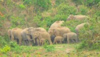 শেরপুরে বন্যহাতির আক্রমণে কৃষকের মৃত্যু