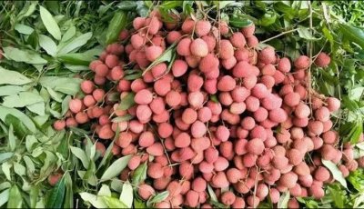 রাজশাহীতে বোম্বাই লিচুতে বাজার মাত,  ৫৬ কোটি টাকার বাণিজ্যের আশা