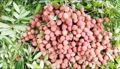 দিনাজপুরে জমে উঠেছে লিচুর বাজার