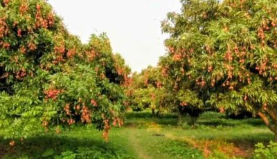 সবার জন্য উন্মুক্ত ২০০ গাছের লিচুবাগান,পেড়ে খাবেন লাগবেনা দাম