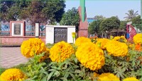 পুলিশলাইনে মুগ্ধতা ছড়াচ্ছে গাঁদা ফুলের বাহারি সৌন্দর্য