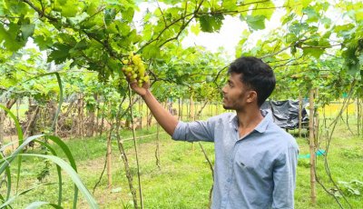 ২৩ জাতের আঙুর চাষ করেছেন কলেজছাত্র, লক্ষাধিক টাকা বিক্রির আশা