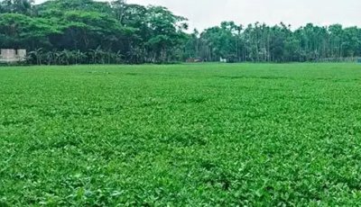 দক্ষিণাঞ্চলের কৃষিতে চীনাবাদাম চাষে  নতুন সম্ভাবনা