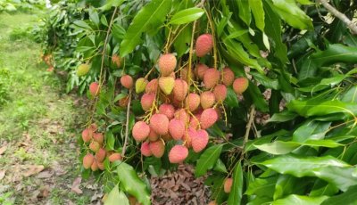 জি আই স্বীকৃতির পর দেশজুড়ে বাড়ছে মাগুরার লিচুর কদর