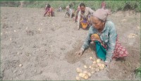 আমদানির খবরে হু হু করে আলুর দাম কমে যাচ্ছে