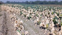 শত্রুতার বিষে নষ্ট ১৯ হাজার ফুলকপি গাছ, দুই কৃষকের মাথায় হাত