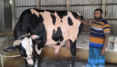 রাজাবাবুর ওজন ৩৭ মণ, দাম হাঁকা হচ্ছে ১০ লাখ