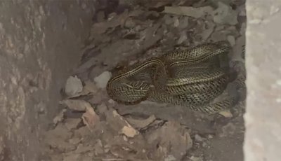 বরিশাল ডিআইজি কার্যালয় থেকে ২ জোড়া কালনাগিনী সাপ উদ্ধার
