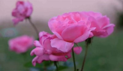 নবীকন্যা ফাতিমার (রা.) বিশেষ ৩ গুণ
