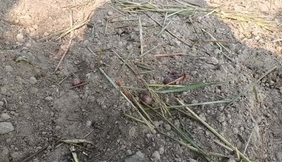 বদলগাছীতে জমি নিয়ে বিরোধ, পেঁয়াজ-আলু ও ধানের ফসল নষ্টের অভিযোগ বিএনপি নেতার বিরুদ্ধে