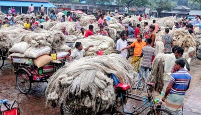 রাজশাহীতে হঠাৎ পাটের বাজারে দরপতন, হতাশ চাষিরা