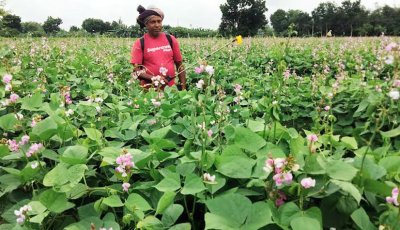 শীত আসার আগেই মাঠে আগাম সবজি, লাভের আশায় রাজশাহীর কৃষক
