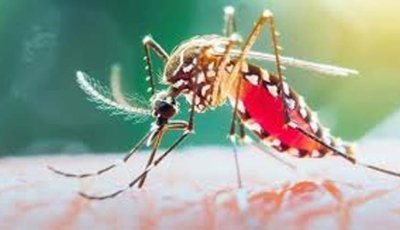 ডেঙ্গুতে আক্রান্ত হয়ে আরো ৮ জনের মৃত্যু, হাসপাতালে ভর্তি  ১৭৩৩ জন