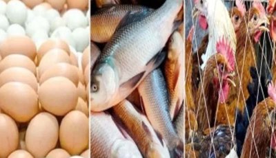 ডিমের দাম ডজনে ১০ টাকা কমেছে ॥ মাছ-মুরগিতে স্বস্তি ফেরেনি