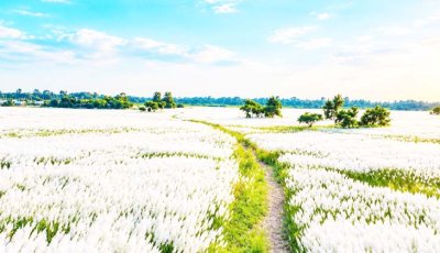 পদ্মার চরে শরতের শুভ্রতার মেলা
