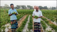 বাণিজ্যিকভাবে হচ্ছে ক্যাপসিকাম চাষ