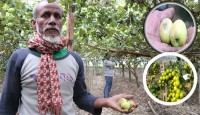 ফেনীতে দিন দিন জনপ্রিয়তা পাচ্ছে কুল চাষ।