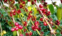 রাঙ্গামাটিতে জনপ্রিয়তা পাচ্ছে কফি চাষ