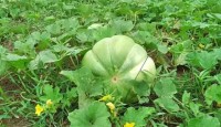অল্প খরচে বাঙ্গির চাষে লাভবান চাষিরা