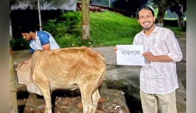 রাবিতে ‘বাকশাল’ নামে গরু জবাই, রাকসু জিএসের নেতৃত্বে ‘জুলাই জিয়াফত’
