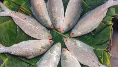 ইলিশের দাম আকাশছোঁয়া