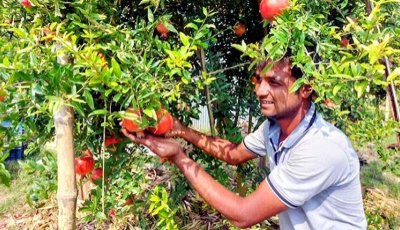 রাজশাহীর চারঘাটে বিকল্প কৃষিতে বিপ্লব