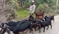 ছাগল পালনে ব্যাপক সফলতা পেয়েছেন তাহের