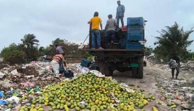 কার্বাইডে পাকানো ৯ হাজার কেজি আম জব্দ, ধ্বংস