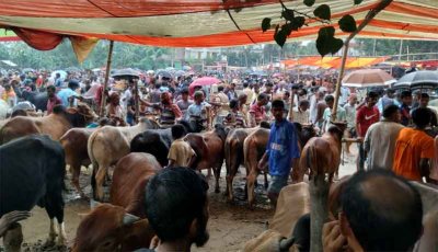 রায়গঞ্জের হাটপাঙ্গাসীতে জমে উঠেছে কোরবানীর পশুর হাট
