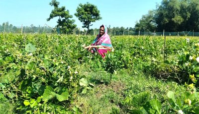 সবজি চাষে নারী উদ্যোক্তা সেলিনার বাজিমাত