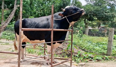খাগড়াছড়িতে কোরবানির হাটে ঝড় তুলেছে ১১শ কেজির ‘সম্রাট’