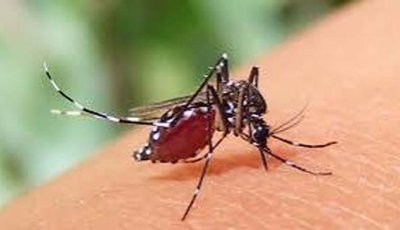 ডেঙ্গু আক্রান্ত হয়ে ৮ জনের মৃত্যু