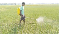 দিনাজপুরে রসুন চাষে স্বপ্ন দেখছেন চাষিরা