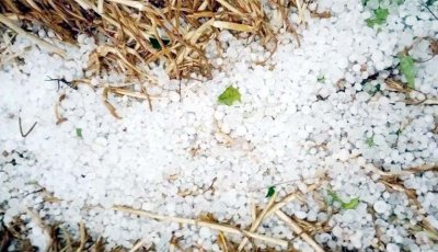 হঠাৎ শিলাবৃষ্টিতে বোরো ধানের ক্ষতি, আম ও লিচুর মুকুল ঝরে গেছে