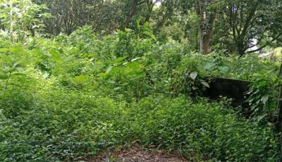 রুয়েট ক্যাম্পাসে সাপ-কুকুরের আতঙ্ক, নিরাপত্তা নিয়ে শিক্ষার্থীদের উদ্বেগ