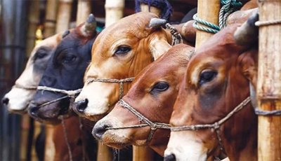 ঢাকার দুই সিটি করপোরেশনে ১৩টি করে হাট বসবে