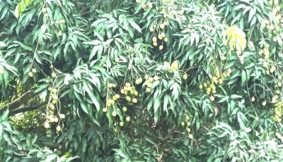 ৮০০ হেক্টর জমিতে লিচু চাষ, বাম্পার ফলনের আশা  কৃষকদের