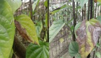 কোল্ড ইনজুরিতে নষ্ট হচ্ছে কৃষকের পান